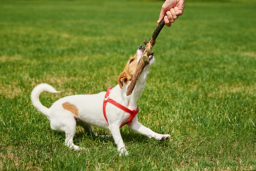 источник фото: https://media.istockphoto.com/id/1413107256/tr/foto%C4%9Fraf/owner-walking-dog-at-green-field.jpg?s=170667a&w=0&k=20&c=Zb7USLvgfZgoNRTWM6Zs7UtX5pIsSUOoA67PHmzeBoM=