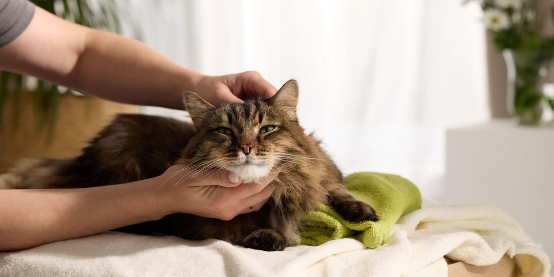 Сколько раз в год рожают кошки: максимальное количество и потенциальный вред здоровью