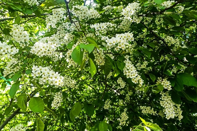    Цветение черемухи. Фото: АиФ/ Анна Мамаджанова