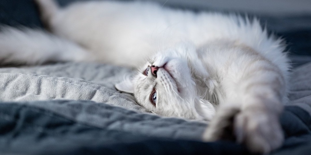 Кошатникам объяснили, как помочь питомцу при кожных высыпаниях