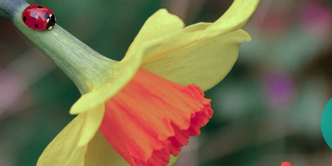 С Праздником Весны и Труда!
