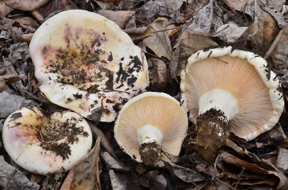 Груздь осиновый (Lactarius controversus)
