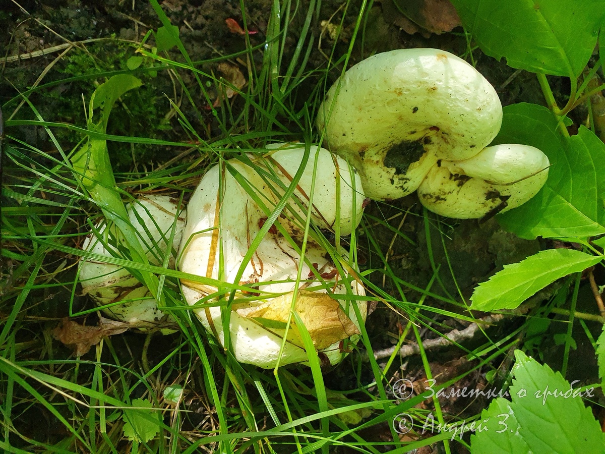 Груздь осиновый (Lactarius controversus). Фото автора 20.07.2024