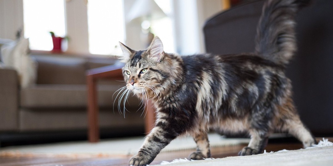 Кошатникам объяснили, возможно ли вылечить токсоплазмоз