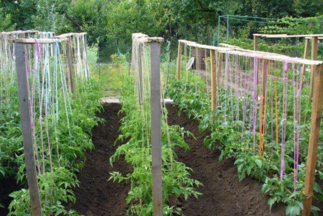 🍅 Формирование томатов в открытом грунте в июне: пошагово