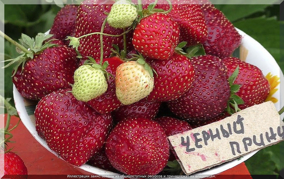 . Клубника «Чёрный принц»