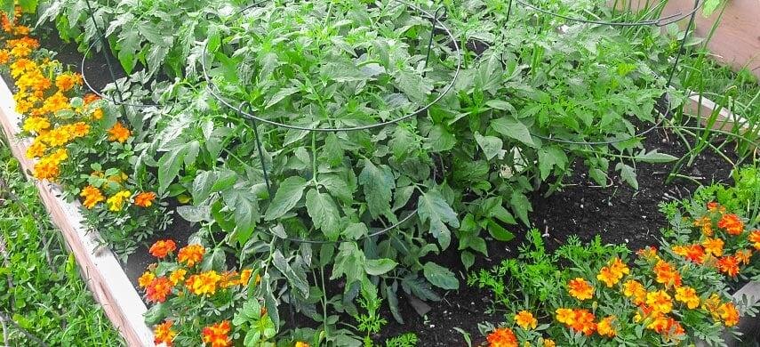 🌼 Бархатцы в саду: природная защита от вредителей летом