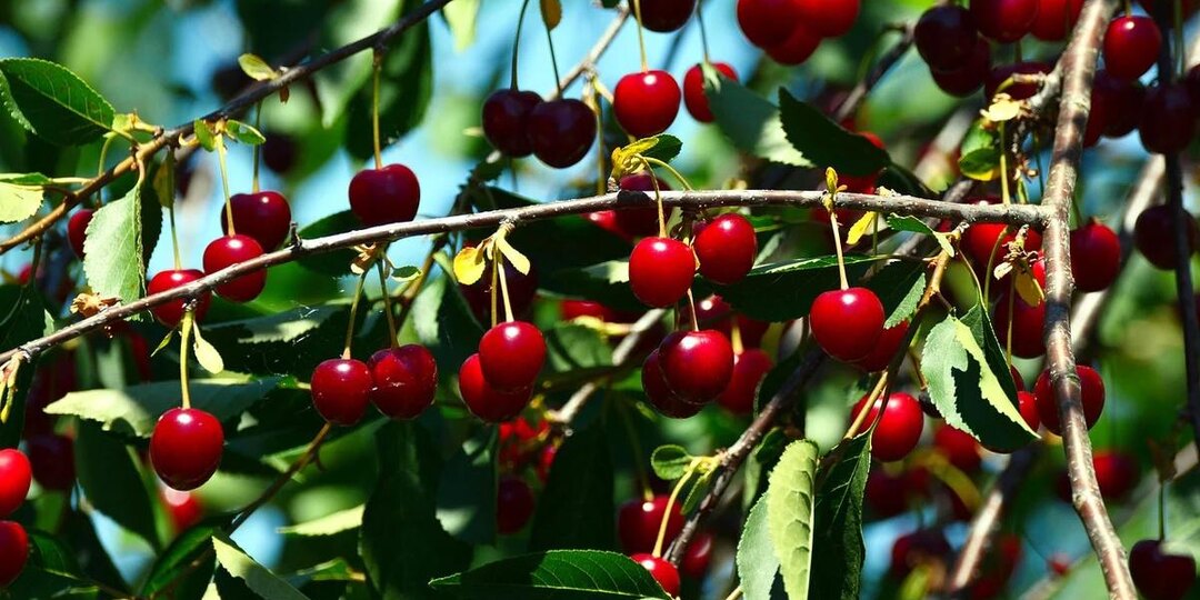 🍒 Вишня: как защитить плоды от растрескивания