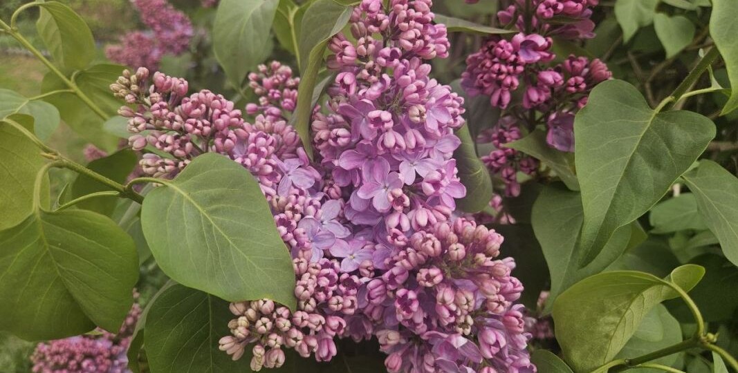 Арест грозит россиянам за сорванную сирень