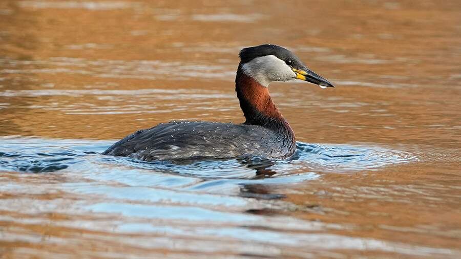    Фото: Global Look Press/Wolfram Steinberg/dpa