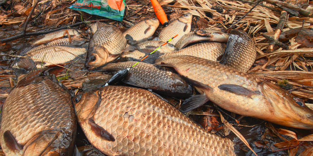 Самое плохое тесто на карася