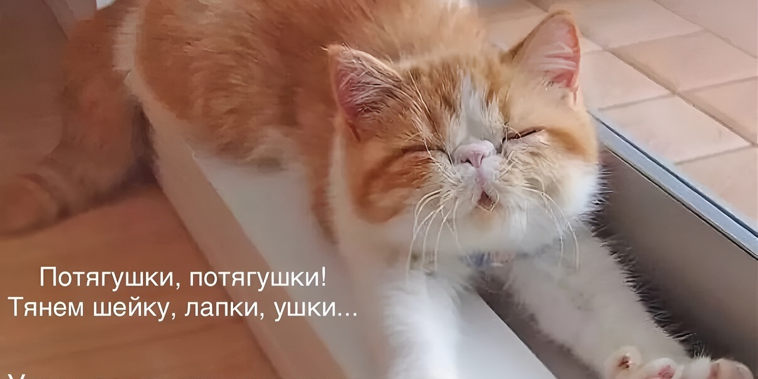 Мемы с котиками для отличного настроения: 15 фото про кошачьи шалости