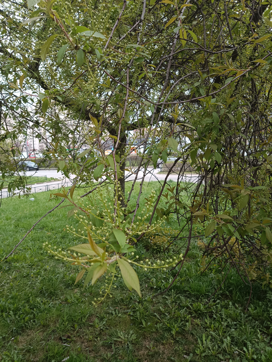 Вот виновница похолодания!