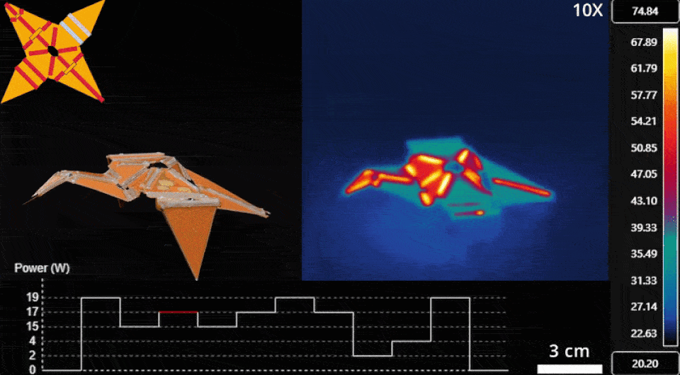   D. C.Bershadsky et al. / Advanced Functional Materials, 2026