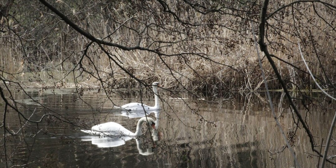 Лебеди-шипуны вернулись в Хопёрский заповедник