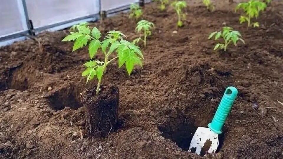 Как только расцвел этот куст можно смело высаживать рассаду на огород! Когда высаживать рассаду по народным приметам?