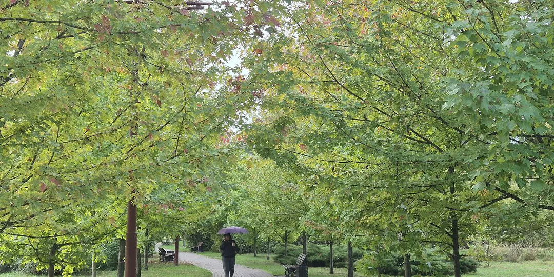 Дожди, ветер и похолодание ожидаются 1 мая в Краснодаре