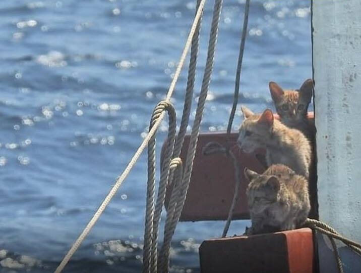 Мужчина спас котят