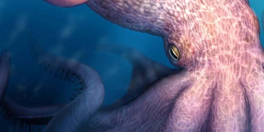   Фото: реконструированное изображение гигантского осьминога Nanaimoteuthis haggarti. Department of Earth and Planetary Sciences, Hokkaido University