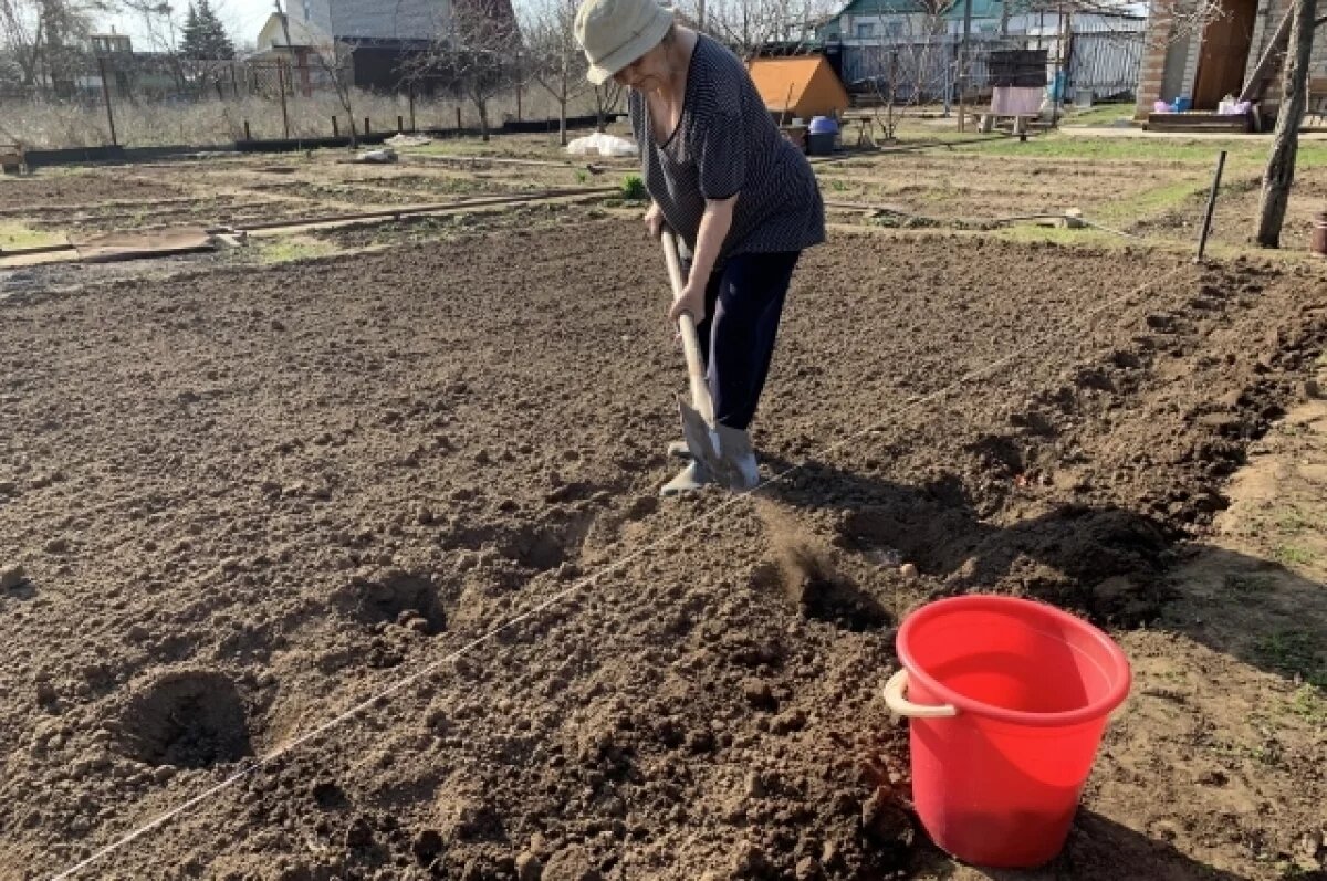    Посадка картошки - дело тонкое.