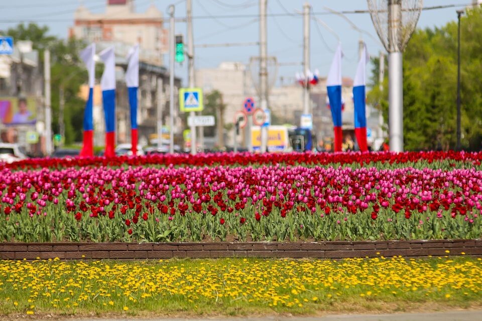    Барнаул. Весна. Погода. Тюльпаны. Источник: Виталий Барабаш
