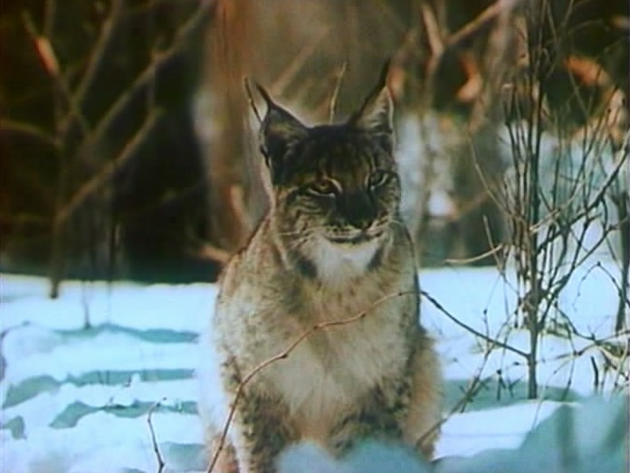 Кадр из фильма "Тропой бескорыстной любви" (1971)