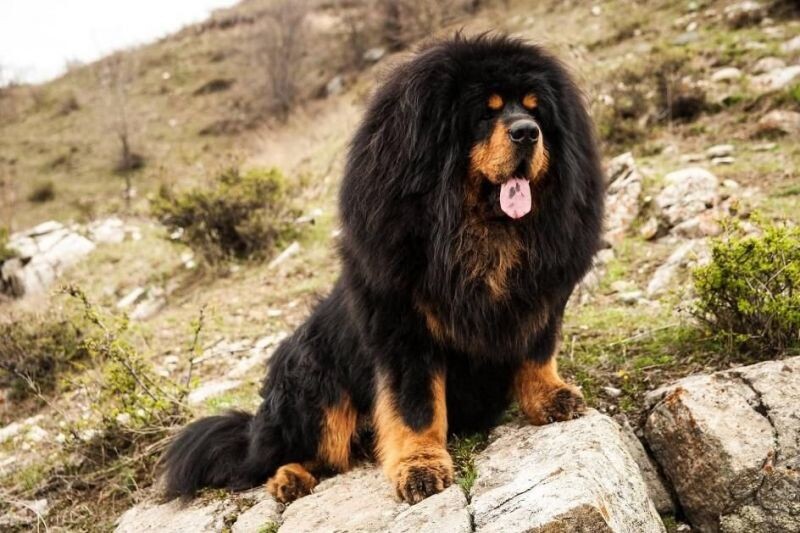  Тибетский мастиф (Tibetan Mastiff)