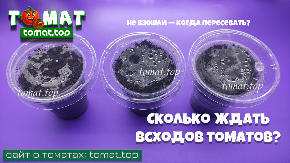 Сколько ждать всходов томатов? Когда уже нужно сеять заново?