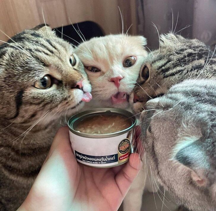 © linaswiit 