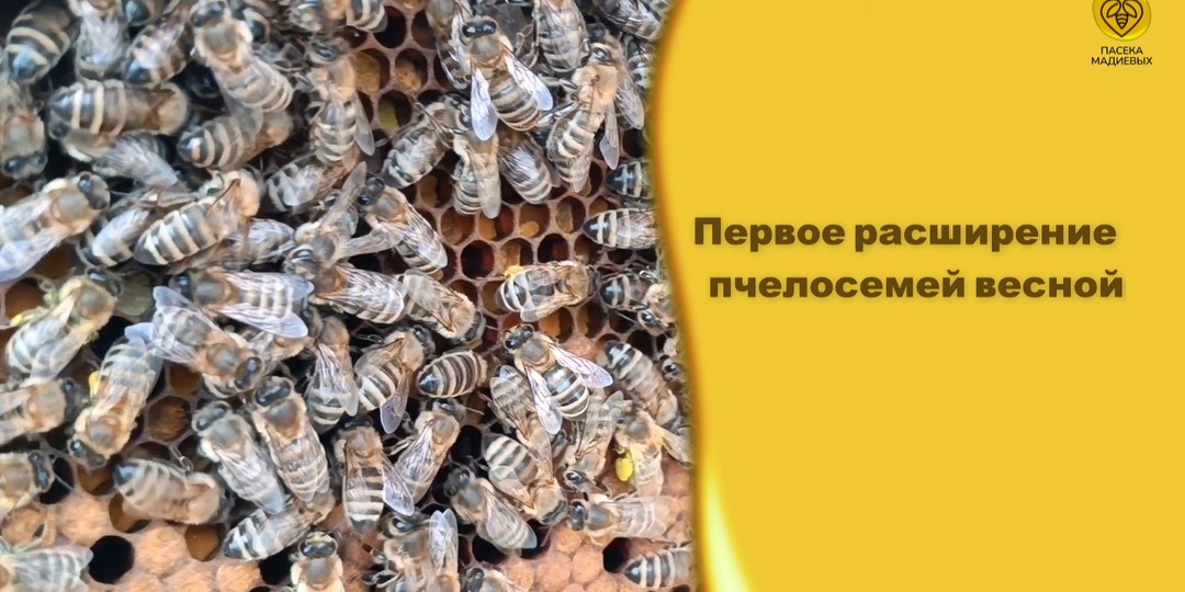 Расширяем сразу до полного корпуса, выравниваем и лечим