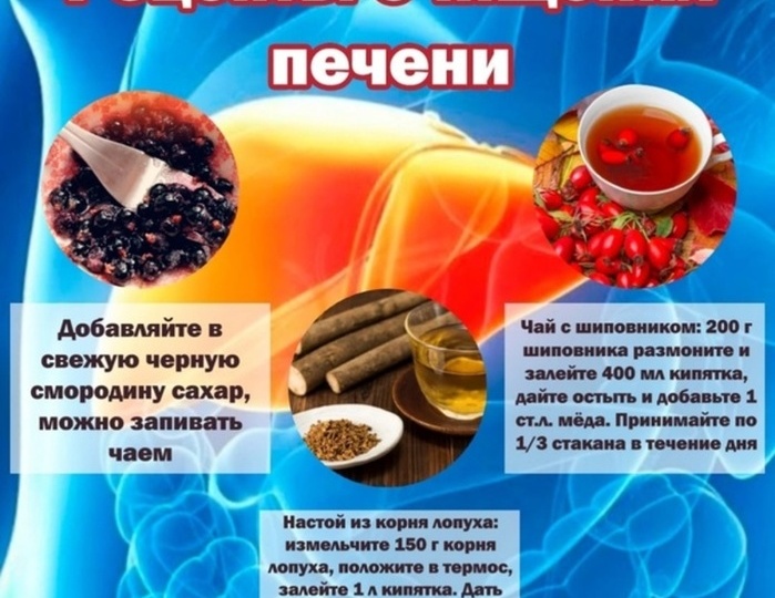 Очищение печени от жира и токсинов