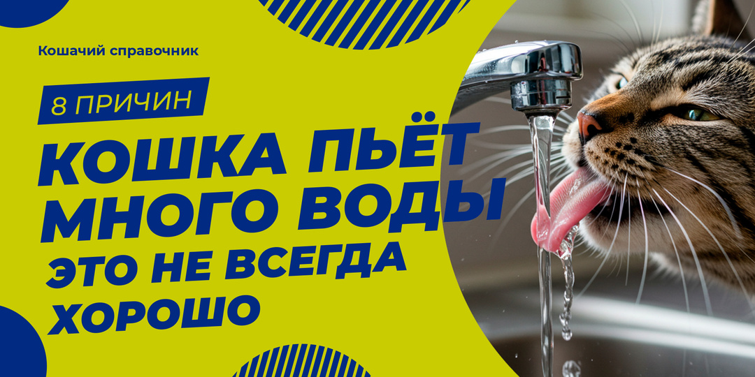 Кошка пьёт много воды — это не всегда хорошо