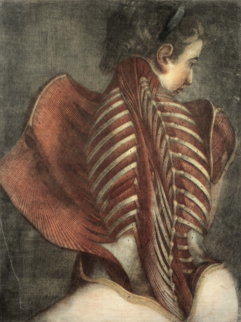 Жак Готье Д'Аготи, Мышцы спины, 1746 