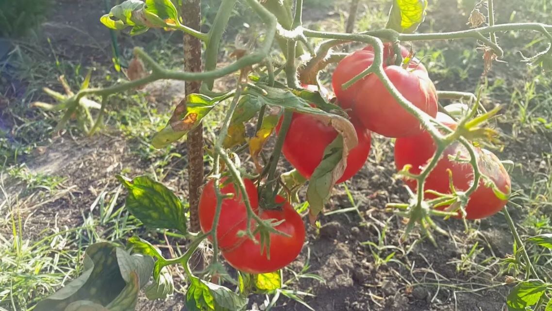 Кубанский зной могут выдержать не все сорта томатов. 