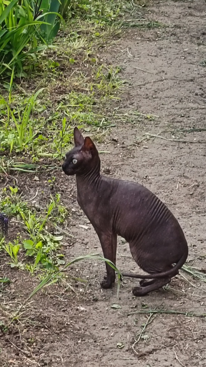 Соседский котик 