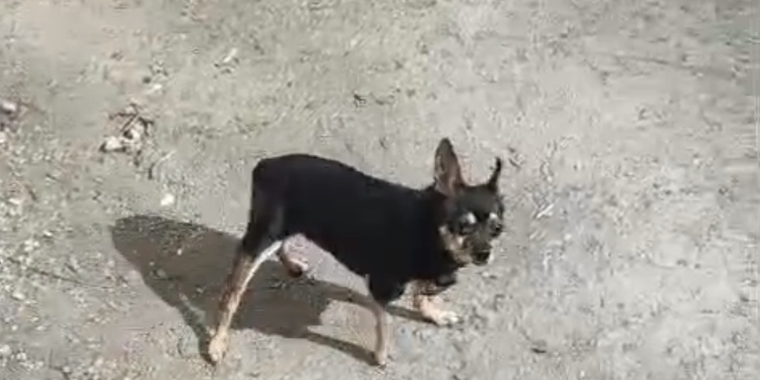 🐾 Привет из дома от Чипа — маленького защитника с большим сердцем