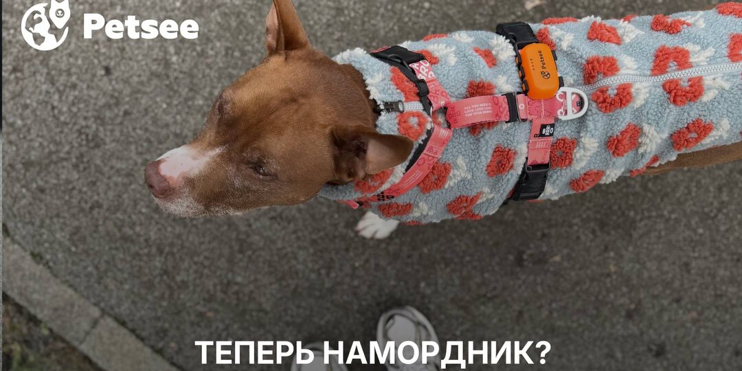 Намордник обязателен? Новый список опасных пород!