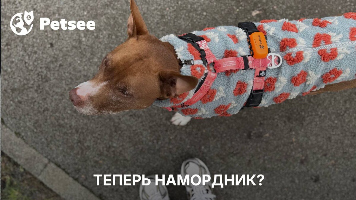 Намордник обязателен? Новый список опасных пород!