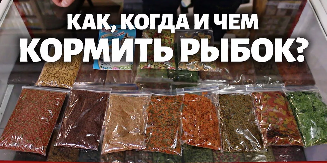 Как правильно кормить рыбок: сколько, когда и чем