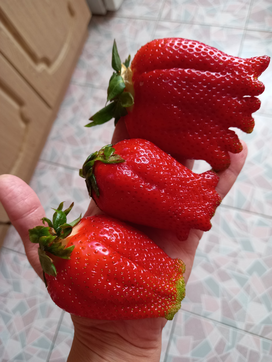 Вкусняшки в подарок за покупку овощей.