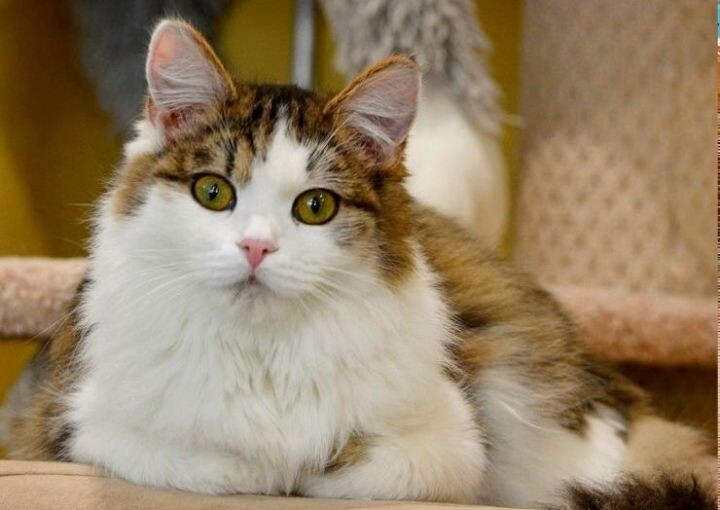 Мир, труд, май — и котика в каждый дом!