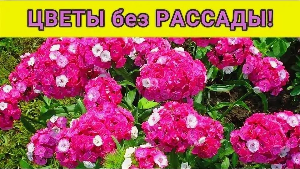 Какие цветы можно посеять в мае сразу в грунт без рассады
