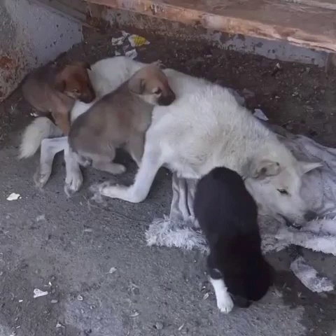 Травмированная Вера с щенками