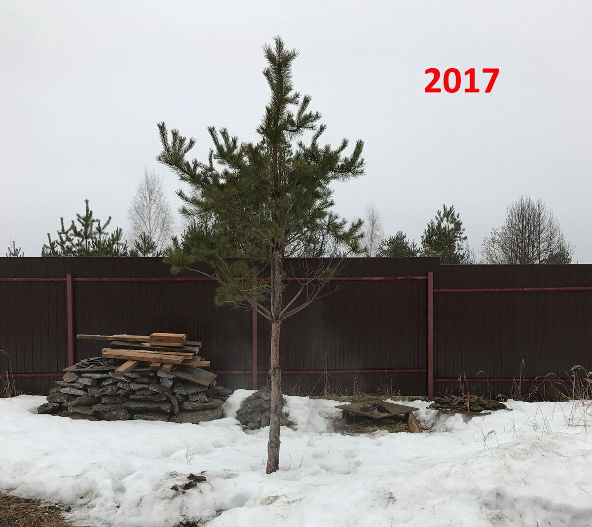 сосна в марте 2017 года - начало формирования