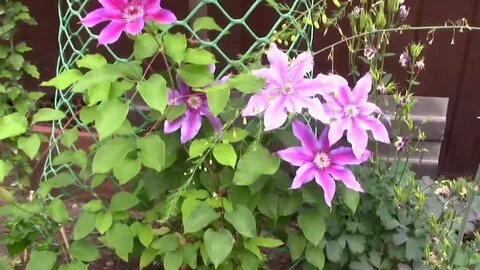 Клематис цветёт одной шапкой на макушке, а низ лысый: 3 способа это исправить без пересадки