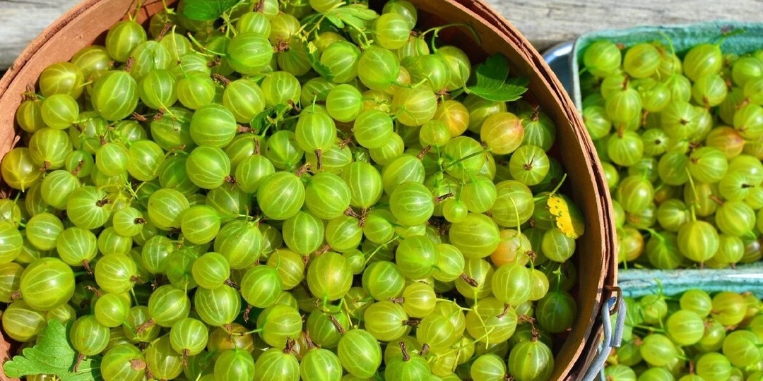 5 бесшипных сортов крыжовника с ягодами вкусными, а не пластиковыми