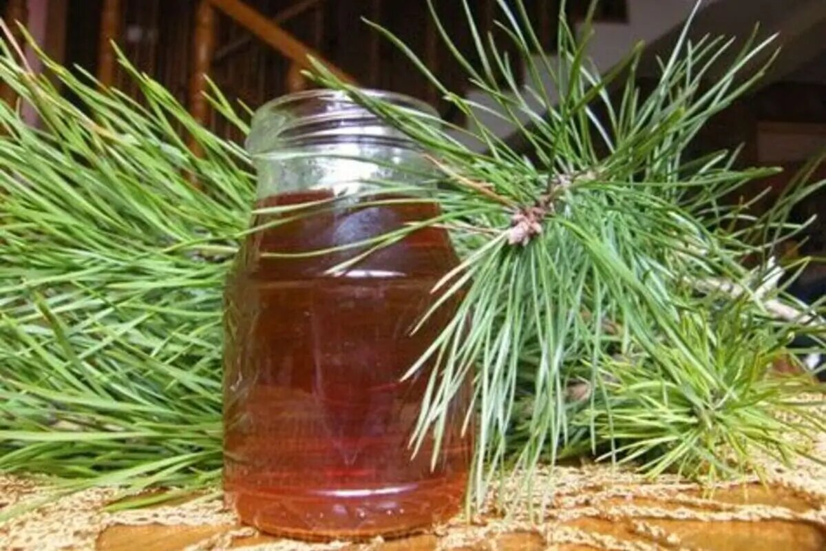 Сироп из сосновых почек 