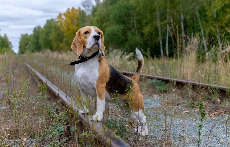     Бигль на охоте NATUMBE.KZ