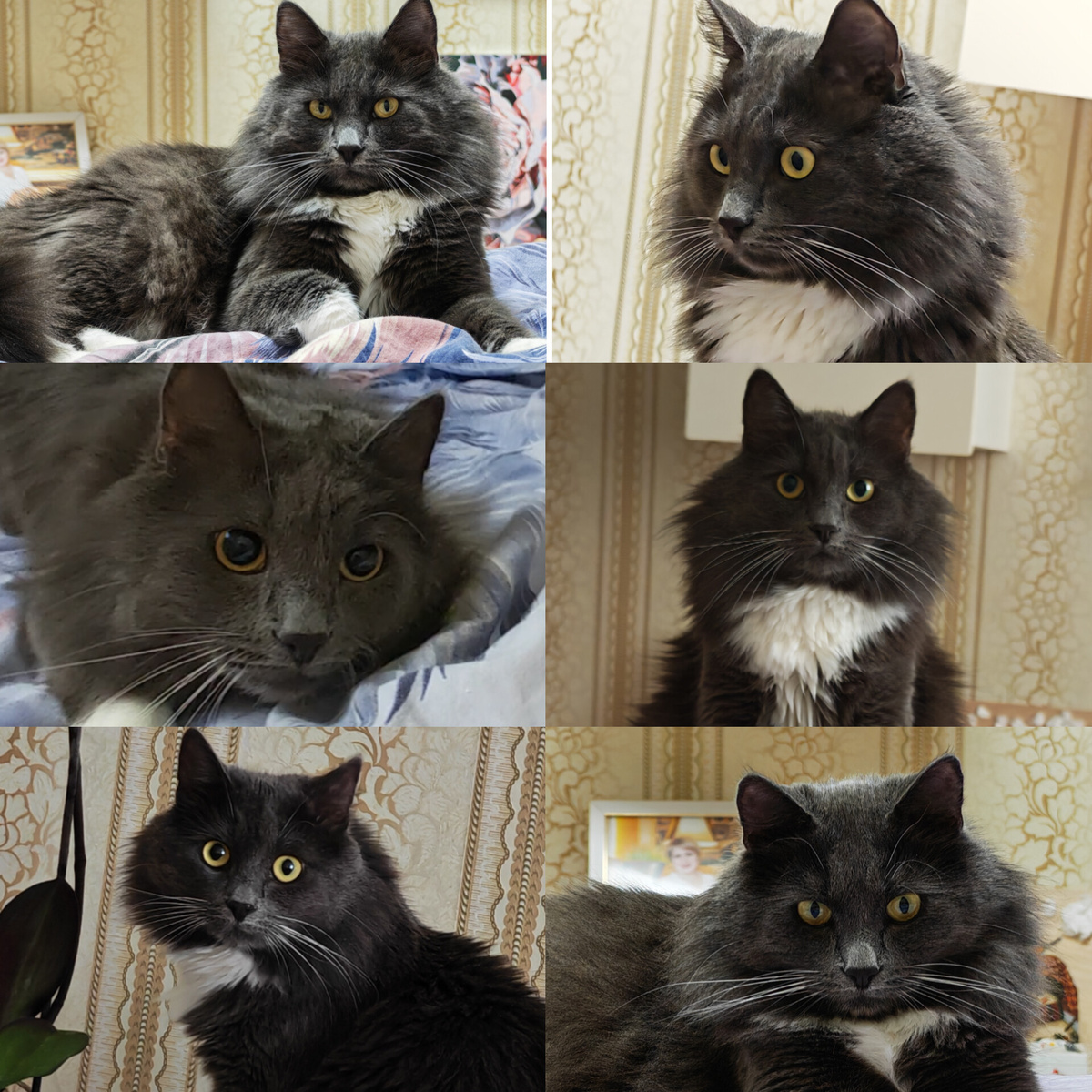 Фото автора канала. Кот один, а мордочка разная🥰.