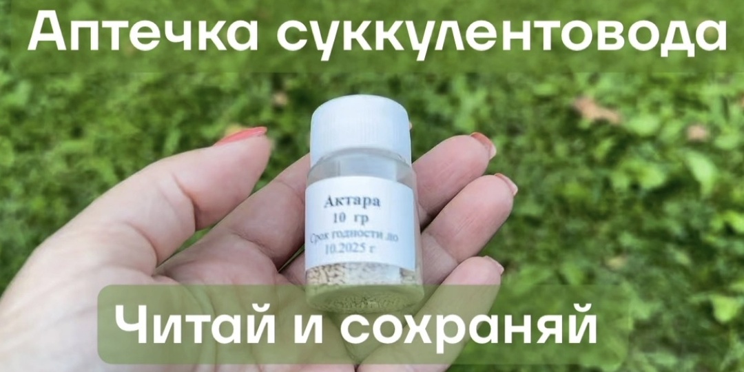 Аптечка для суккулентов: три группы препаратов, которые должны быть у каждого